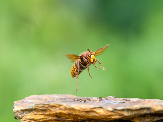 Hornisse (Vespa crabro)