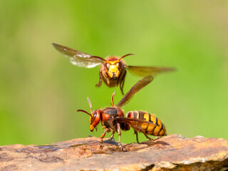 Hornisse (Vespa crabro)