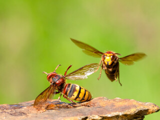 Hornisse (Vespa crabro)