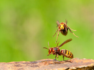 Hornisse (Vespa crabro)