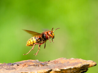 Hornisse (Vespa crabro)