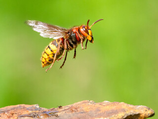 Hornisse (Vespa crabro)