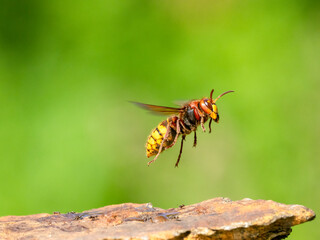 Hornisse (Vespa crabro)