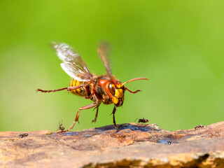 Hornisse (Vespa crabro)