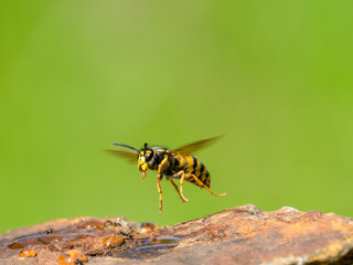 Deutsche Wespe (Vespula germanica)