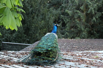peacock with feathers