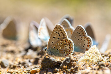 Polyeyed Blue Butterfly (Polyommatus icarus) taking minerals on the ground