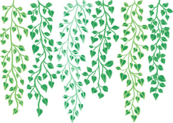 Ivy vine silhouette isolated on white background. Vine plant. Black hanging vine with leaves. Spring or nature plant design. Flat leaves hanging down. Floral pattern. Stock vector illustration