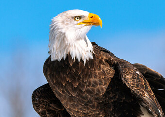 A portrait of an American Bald Eagle