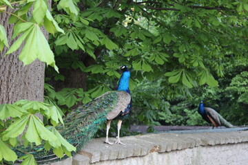 peacock in the park