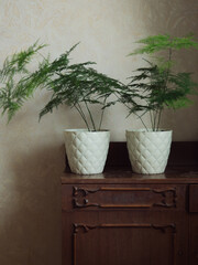 Greening Up: Vertical table top shot of lace fern, asparagus plumosus, in two equal white pots on a wooden furniture against the pastel wall.