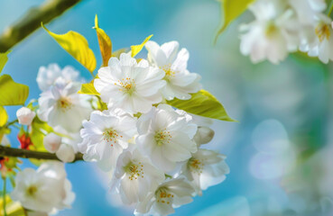 A close-up shot of a branch from a tree adorned with white flowers, ideal for use in lifestyle or still life photography