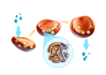 Oxygen transfer through erythrocytes