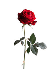 Fototapeta premium red rose isolated on white