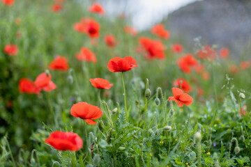 Blooming poppies in a grass. Shallow focus. Summer season in France