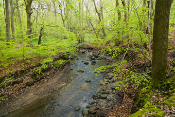Obraz premium River in the forest of Bornholm - beautiful green natural wild forest in island of Denmark