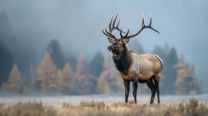 majestic elk standing at the edge of a meadow at dusk wildlife photography