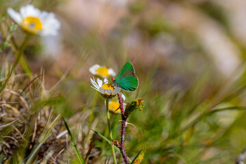 Turkey - Anatolian Emerald butterfly (Callophrys paulae) in Kütahya Akdağda natural area