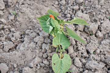 Soil with small bean sprouts Organic food. Close-up