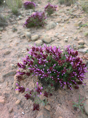 Thymus moroderi, the Murcian thyme or Alicante thyme.