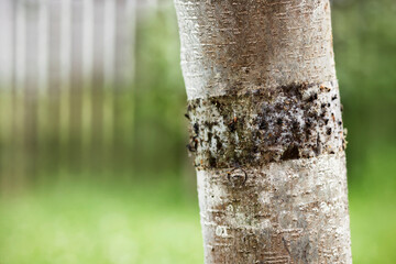 Grease Bands for Fruit Trees Clear Glue Bands. Gardening Naturally concept. Grease bands and Tree...