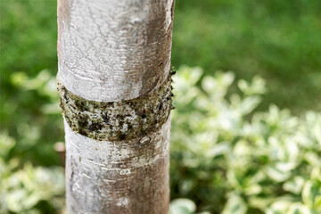 Tree Sticky Tape Grease Band around Tree Trunk. Insect Protective Barrier from Aphid Colony, Earwig...