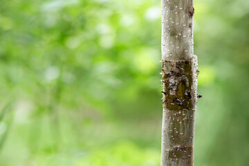 Adhesive Tape Insect Barrier on Tree Trunk. Glue Sticky Insects Trap on Fruit Tree Trunk. Aphids Prevention. Chemical free concept. 