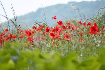 Mohblumen - Wiese - Sommer