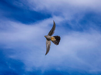 Cuculus canorus	Common Cuckoo