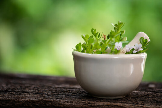 Brahmi or bacopa monnieri flowers and green leaves on natural background.
