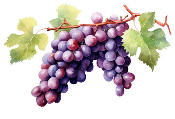 Obraz premium PNG Grapes fruit plant food.