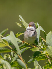 Common whitethroat - at a wet forest in spring