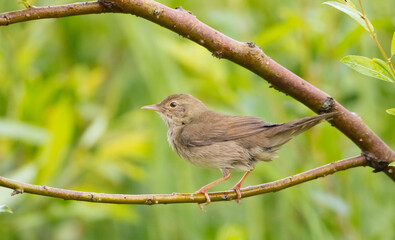 River Warbler - near the nesting place in summer
