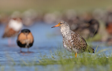 Fototapeta premium Ruff - male bird at a wetland on the mating season in spring