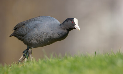 Fototapeta premium Eurasian coot - adult bird in spring