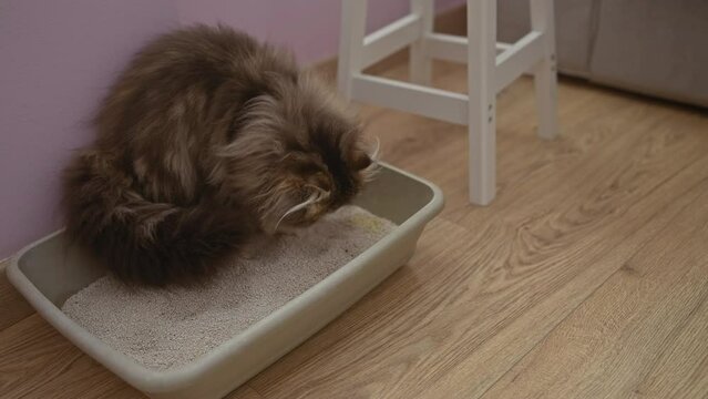 A fluffy cat is seen using a litter box in a cozy indoor setting with wooden flooring, next to a white stool against a pink wall, highlighting the feline's natural behavior.