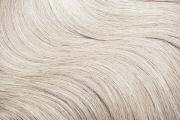 Blond hair close-up as a background. Women's long blonde hair. Beautifully styled wavy shiny curls. Hair coloring. Hairdressing procedures, extension. White hair