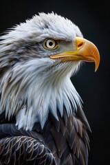 Obraz premium A close-up shot of a bald eagle perched on a black background, perfect for use in wildlife or nature-themed projects