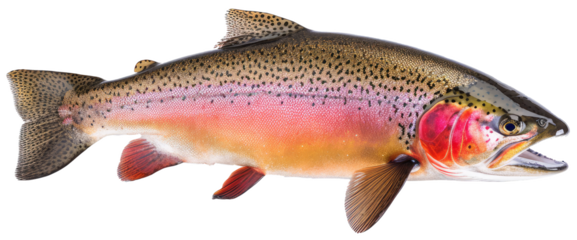 Rainbow trout river fish with transparent background in side view.
