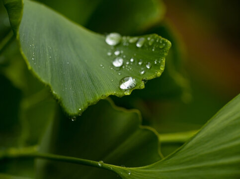 Ginkgo tree leaf with water drops on it
