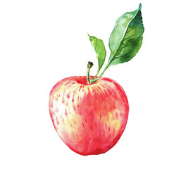 Apple, watercolor illustration of red and yellow apples, fruits, watercolor food illustration , hand drawn illustration	