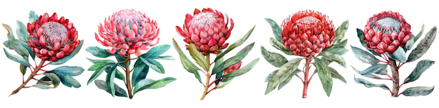 Watercolor protea set isolated on transparent background.