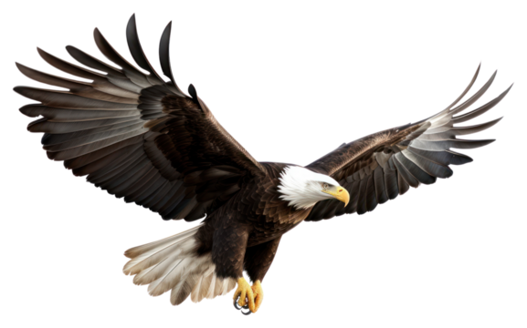 PNG Animal flying bird beak.