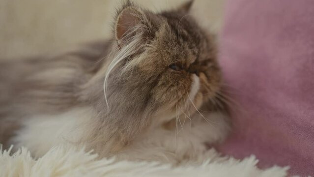 A woman gently petting a persian cat in a cozy indoor setting with a fluffy white rug and pink cushion in the living room.
