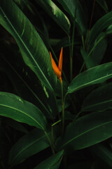 leaf in the dark