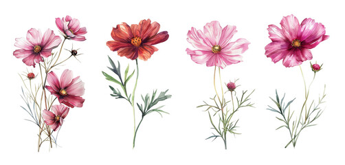 Watercolor cosmos flowers set isolated on transparent background.