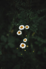 daisies in forest