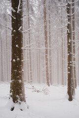 forest in winter
