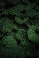 leaves in water