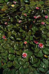 lilies in the pond